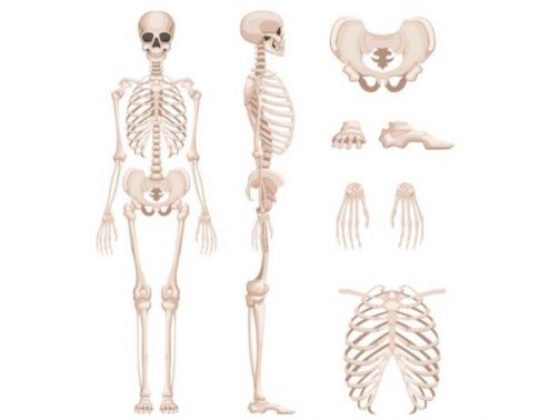 الجهاز الهيكلي يتكون من العظام والاوتار والاربطه ؟