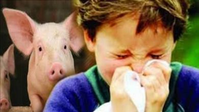 ما هي إنفلونزا الخنزير؟