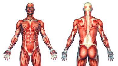 معلومات عن العضلات في الجسم