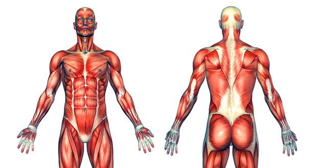 العضلات بواسطة العظام ترتبط مع ترتبط العضلات