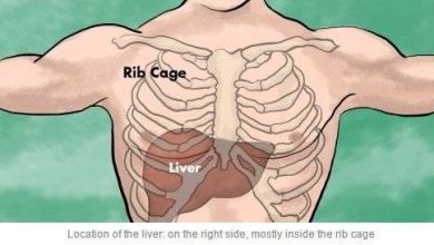 موقع الكبد في الجسم