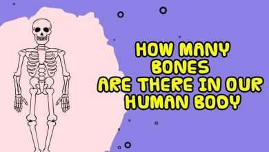 عدد العظام في جسم الإنسان
