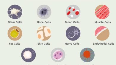 كم عدد الخلايا في جسم الإنسان
