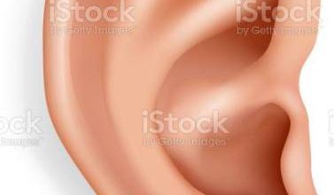 ما هي الأذن الغراء أو الملتصقة