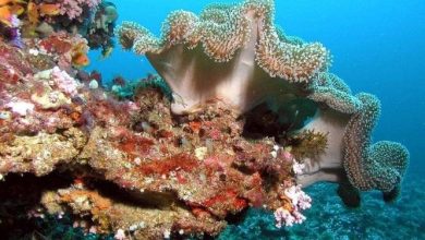 حيوان المرجان البحري .. تعرف على خصائصه الهيكلية وأهميته الطبية